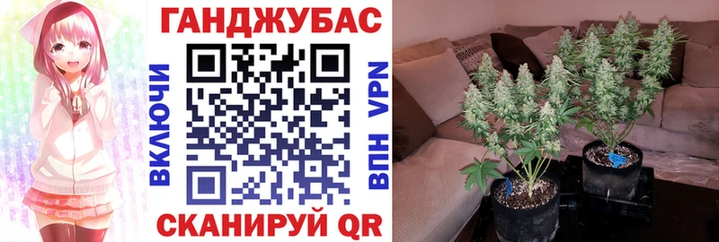 Шишки марихуана план  Майкоп 